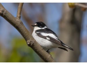 Yalova'daki Hersek Lagünü'nde kuş türü sayısı 252'ye yükseldi