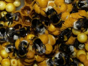 Ordu'da "seraların doğal işçisi" olarak bilinen bombus arısı üretildi