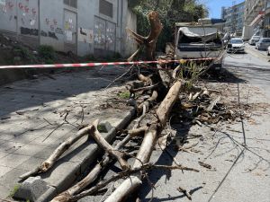 Kağıthane'de devrilen ağacın altında kalan kamyonette hasar oluştu