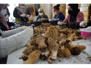 Muğla'da dağlardan toplanan kuzugöbeği mantarı ihraç ediliyor