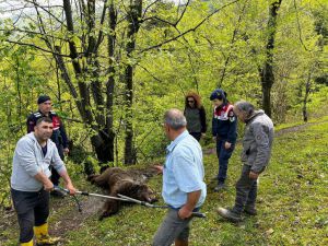 Zonguldak'ta yaralı bulunan ayı tedavi altına alındı