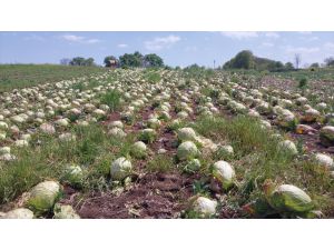 Bafra Ovası'nda lahana hasadında sona yaklaşıldı