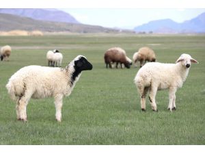 Ağrı'da koyunlar ve kuzuları meraya çıkmaya başladı