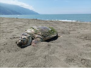 Samandağ'da sahilde ölü yeşil deniz kaplumbağası bulundu