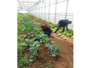 Şanlıurfa'da lise öğrencileri uygulama derslerinde tahıl, sebze ve meyve yetiştiriyor