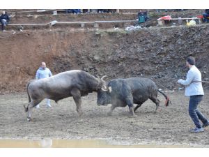 Artvin'de "Berta ve Çevre Köyleri Boğa Güreşleri Festivali" sona erdi