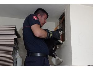 Antalya'da apartmanın havalandırma boşluğuna düşen kedi kurtarıldı