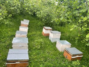 Tokat’ta çalınan 34 arı kovanını jandarma buldu