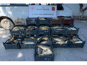 Elazığ'da kaçak avlanan 1 ton 775 kilo balık ele geçirildi