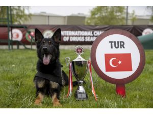 Uluslararası Narkotik Dedektör Köpekler Şampiyonası'nda Türkiye "Nobel" ile birinci oldu