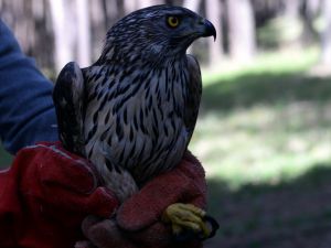 Ardahan'da tedavisi tamamlanan çakır kuşu doğaya bırakıldı