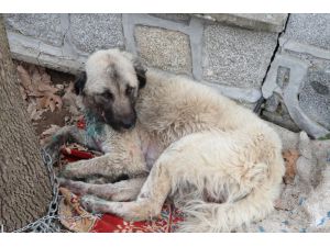 İzmir'de köpeğin otomobilin arkasına bağlanarak sürüklenmesi