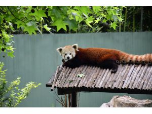 Macaristan'dan getirilen kızıl panda Bursa'daki yeni yuvasında