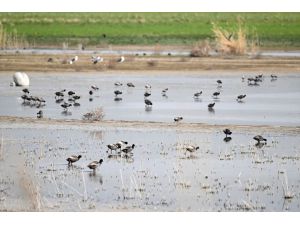 Van Gölü Havzası'nda göçmen kuş hareketliliği arttı