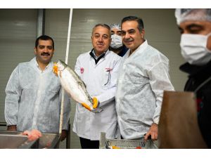 Kayseri'de üretilen Türk somonunun yüzde 98'i ihraç ediliyor
