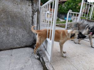 Çorum'da kapının demir parmaklıklarına sıkışan köpek kurtarıldı