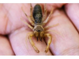 Hakkari'de yeni örümcek türü keşfedildi