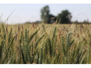 Edirne'de bu sezon buğday rekoltesinin yüksek olması bekleniyor