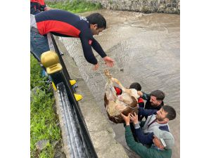 Ardahan'da Kura Nehri'ne düşen buzağı kurtarıldı