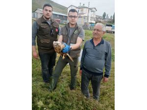 Sivas'ta köy muhtarı, yaralı bulduğu şahini ekiplere teslim etti