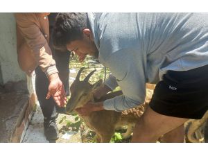 Sivas'ta köye inen dağ keçisi yavrusu doğaya bırakıldı