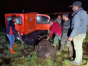 Ardahan'da bataklığa saplanan ineği AFAD ekipleri kurtardı