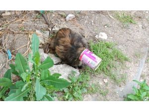 Kayseri'de itfaiye ekipleri kafası konserve kutusuna sıkışan kediyi kurtardı