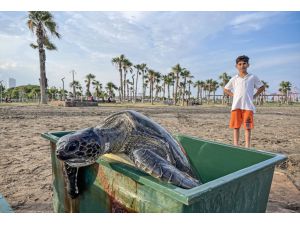 Mersin'de 2 yeşil deniz kaplumbağası denize bırakıldı