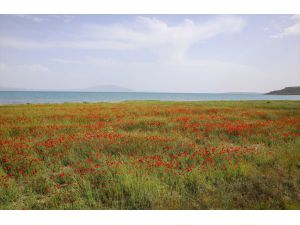Fotoğraf tutkunları Van Gölü kıyılarını renklendiren gelincik tarlalarını görüntüledi