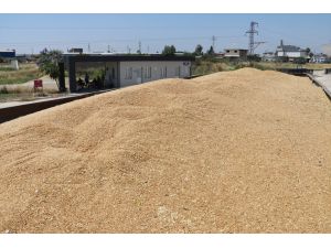 Buğday ve arpa fiyatları Çukurova'daki çiftçilerin beklentisini karşıladı
