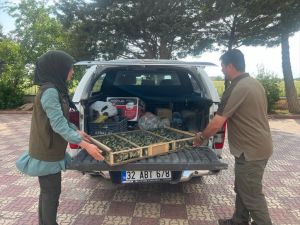 Çobanbey Gümrük Kapısı'nda 550 saka kuşu ele geçirildi
