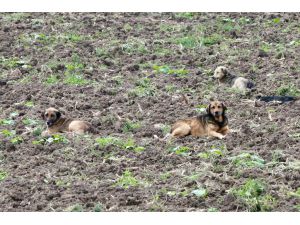 Bolu'da sahipsiz köpeklerin etki alanı çipli takip sistemiyle belirleniyor