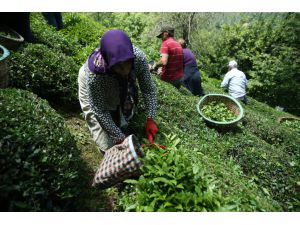 Ordulu fındık üreticileri imece usulü çay hasadına başladı