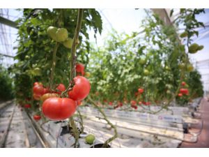 Kırklareli'nde jeotermal su kaynaklarıyla üretilen domatesin ihracatına başlandı