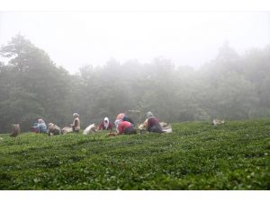 Giresun'da yeni sürgün çay hasadına başlandı