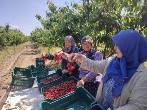 Avrupa'ya ihraç edilen "Edirne Çeribaşı" kirazının hasadı başladı