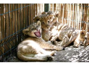 Antalya'daki yaşam parkında altız aslan yavrusu da var ikiz ayı yavrusu da
