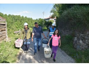 Sinop'ta leylek yavruları, sağlık kontrolünden geçirilip halkalandı