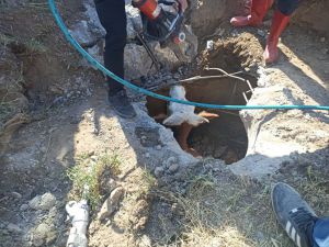 Muş'ta kapağı çalınan menhole düşen inek iki saatlik çalışmayla kurtarıldı