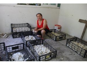 Datça'da kadın girişimci evinin bahçesinde ipek böceği yetiştiriyor