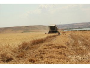 Garzan Ovası'nda buğday hasadı başladı
