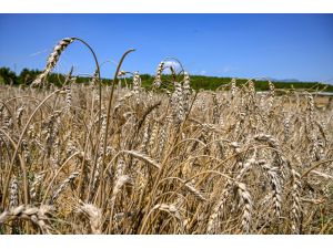 İzmir'de buğday rekoltesi yerli tohumla arttı