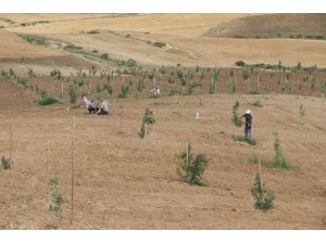 Diyarbakır'da bu yıl 200 bin fıstık ağacı aşılanacak