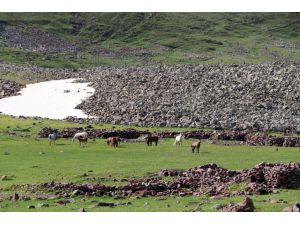 Aras Dağları yeşeren doğasıyla yılkı atlarını ağırlıyor
