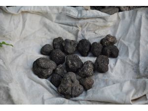 Amasya'da ormancılar yaklaşık 100 kilogram trüf mantarı topladı