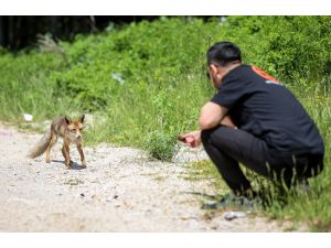 Uludağ yolu kenarındaki tilki yavrusunu ziyaretçiler besliyor