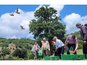 Amasya'da 1000 kınalı keklik doğaya bırakıldı