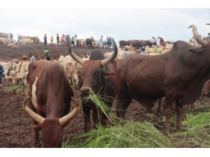Kamerun’da hayvan pazarlarında Kurban Bayramı hareketliliği başladı