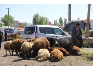 Kars'ta hayvan pazarlarında Kurban Bayramı hareketliliği arttı