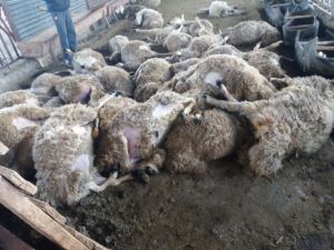 Sivas'ta ağıla giren kurt 59 koyunu telef etti